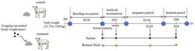 Dietary resveratrol improves immunity and antioxidant defense in ewes by regulating the rumen microbiome and metabolome across different reproductive stages